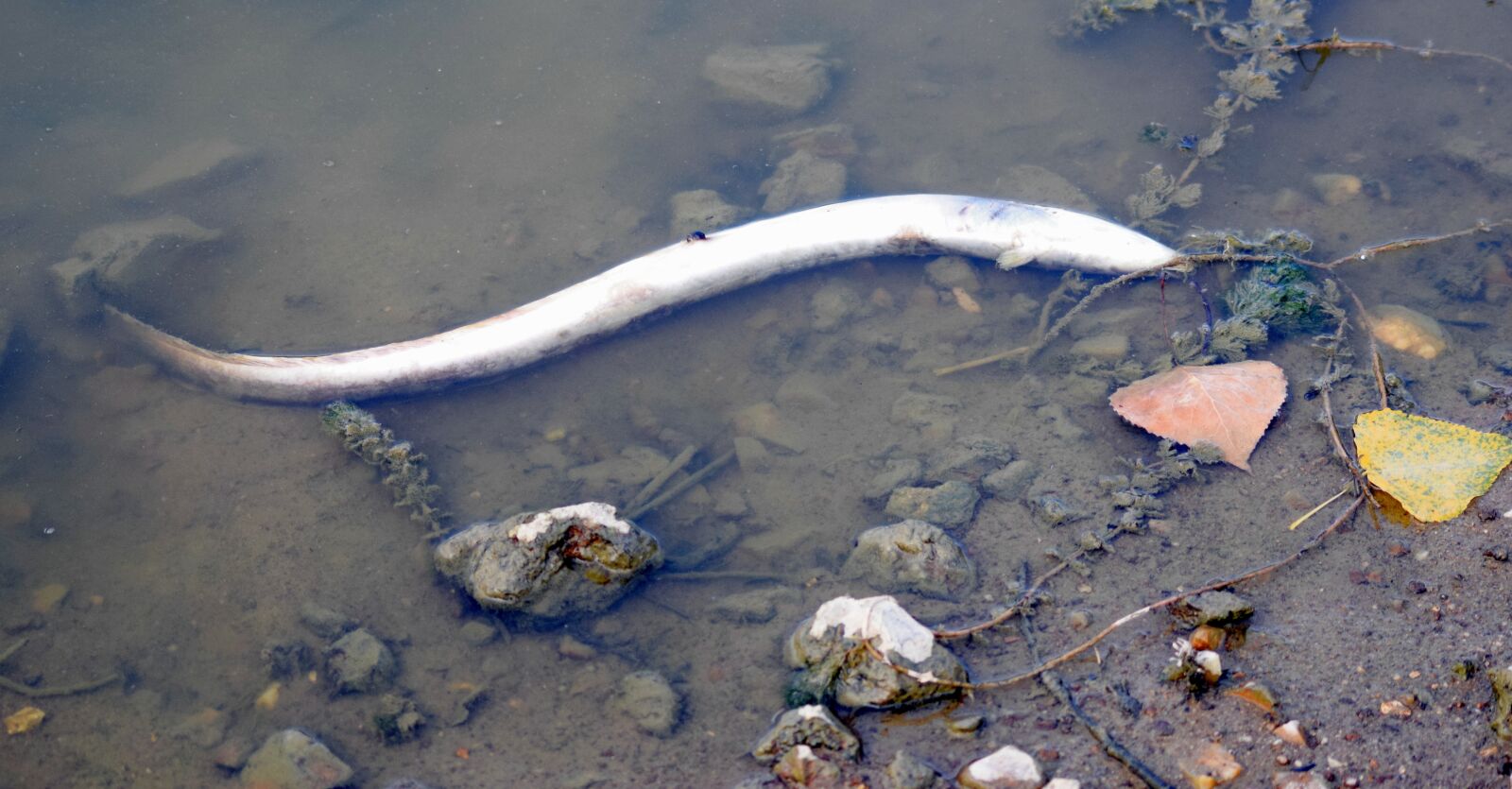 Nikon D5300 sample photo. Eel, pond, death photography