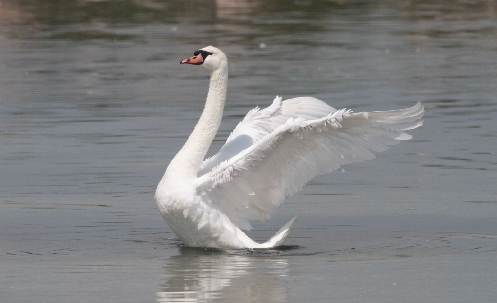 Canon EF 100-400mm F4.5-5.6L IS USM sample photo. Swan, wings, water photography