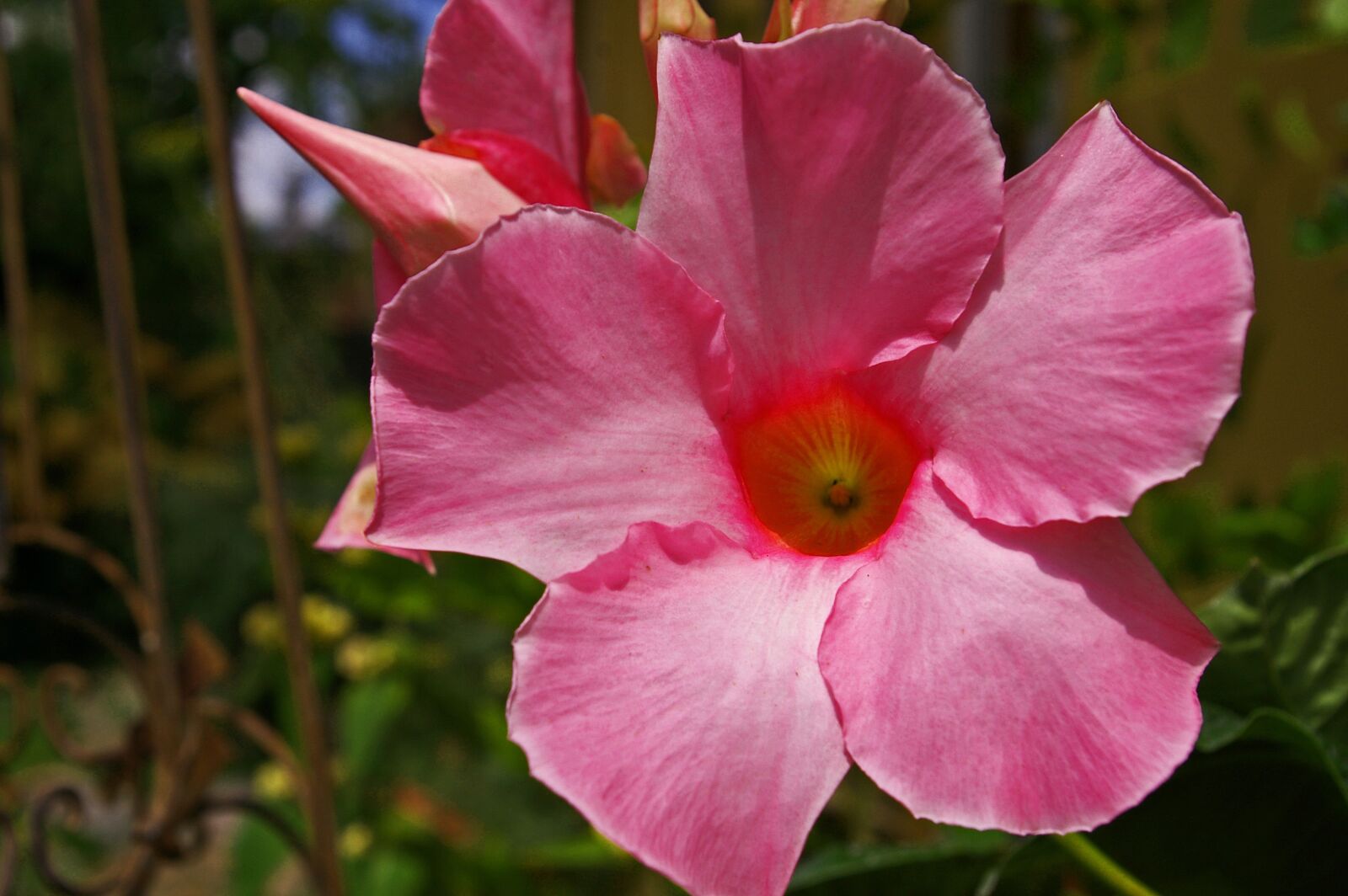 Pentax *ist DL2 sample photo. Dpladenia, terrace plant, container photography
