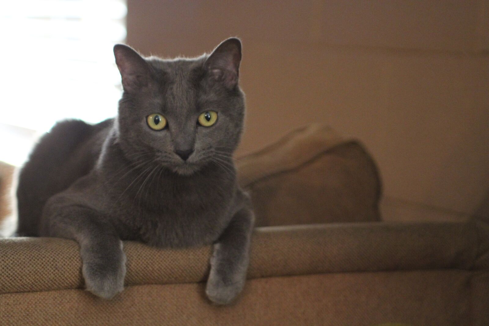 Canon EOS 60D sample photo. Cat, kitty, grey photography
