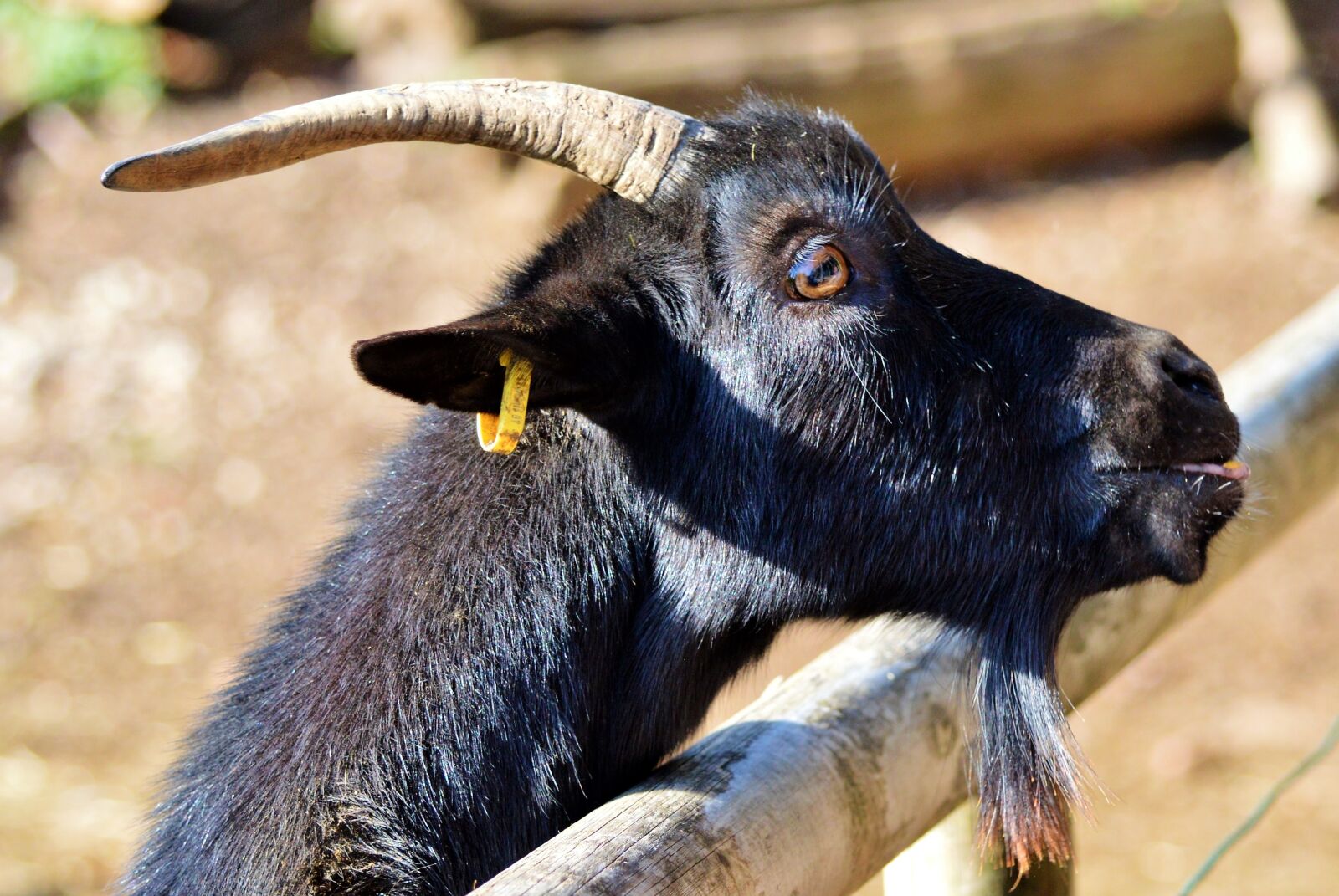 Nikon D3200 sample photo. Goat, goat's head, horns photography
