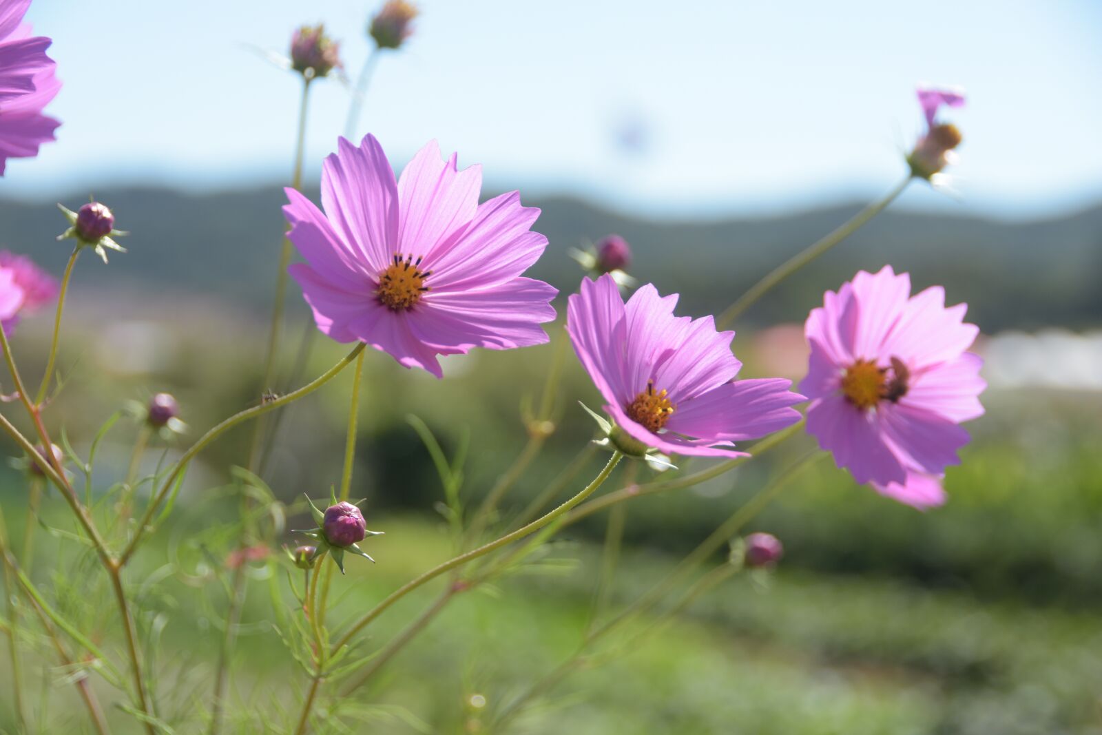 Nikon D7200 sample photo. Cosmos, pink, flowers photography