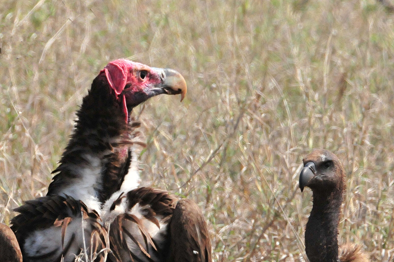 Nikon D300 sample photo. Bird, scavengers, wild, bird photography