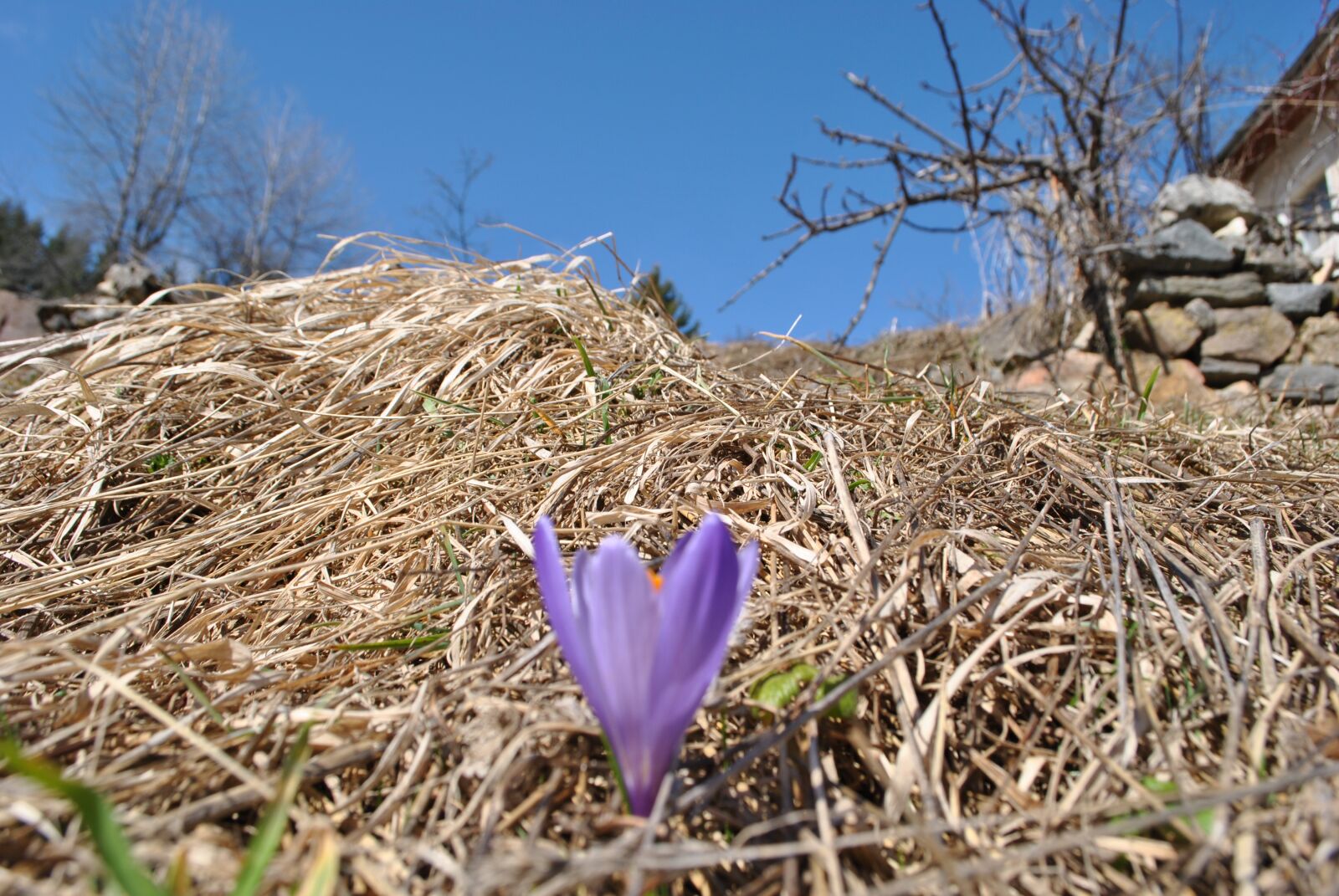 Nikon D3000 sample photo. Spring, nature, flower sun photography
