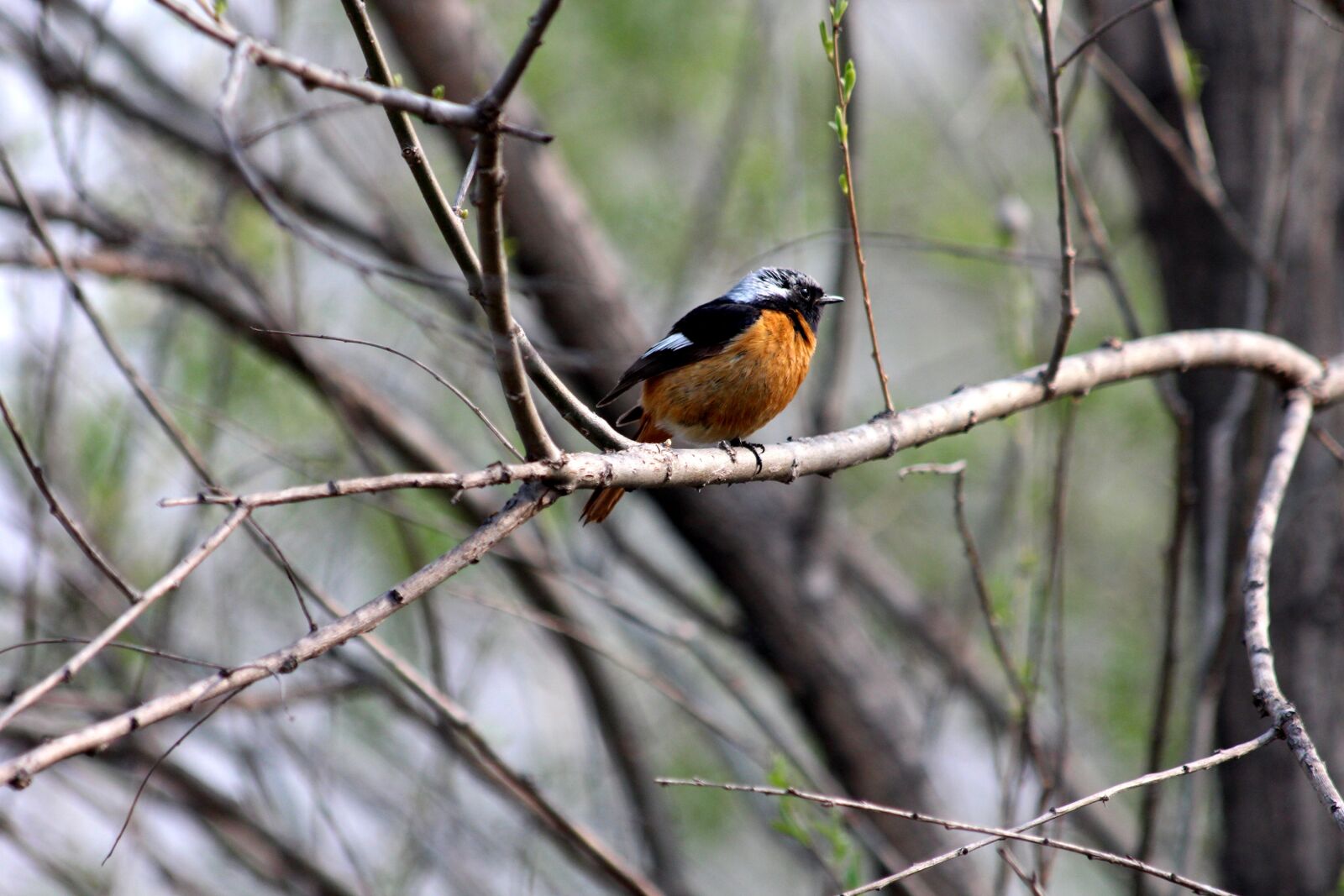 Canon EOS 650D (EOS Rebel T4i / EOS Kiss X6i) sample photo. Redstart, bird, phoenicurus auroreus photography