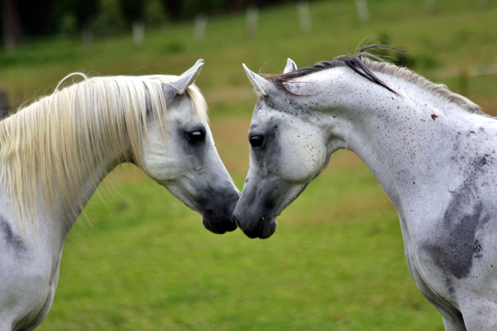 Canon EOS 40D sample photo. Arabians, horses, equines photography
