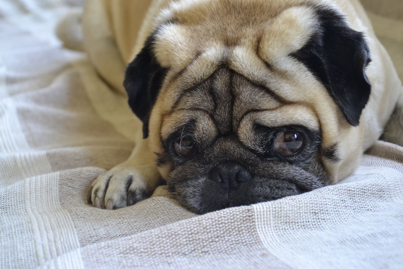 Nikon D3100 sample photo. Dog, pug, lying dog photography