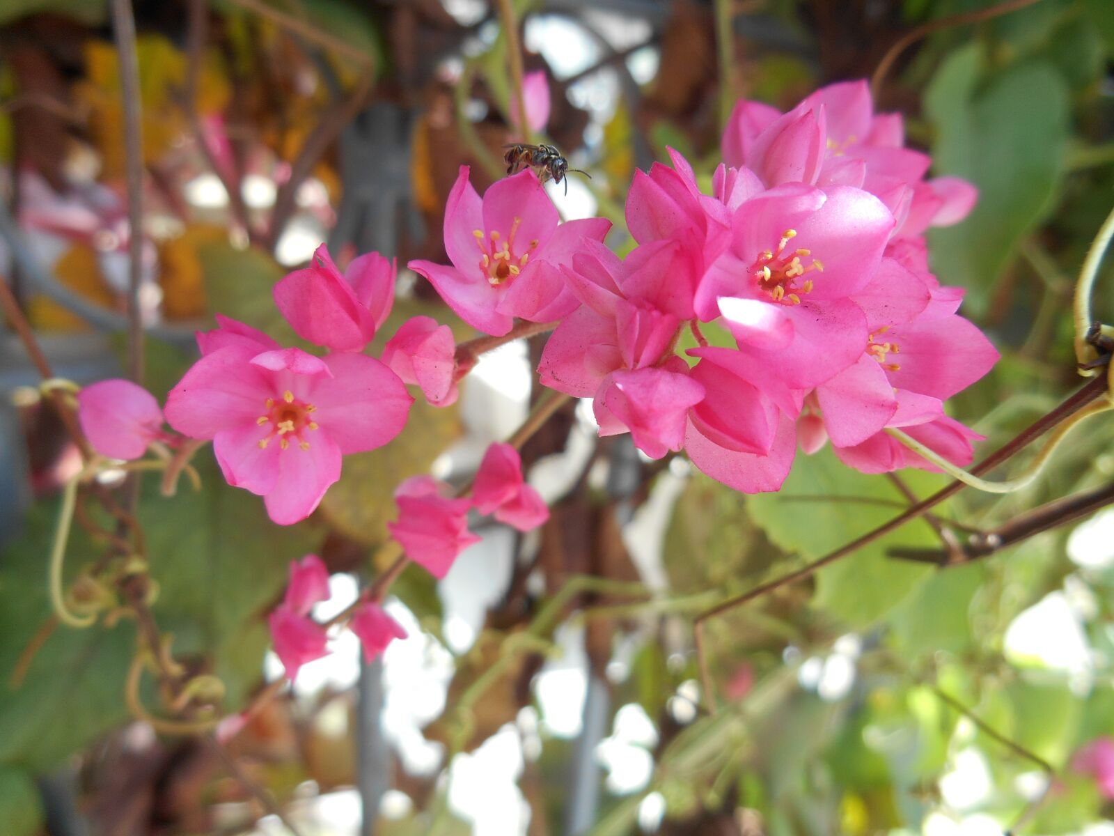 Nikon Coolpix S3500 sample photo. Flowers, nature, rosa photography