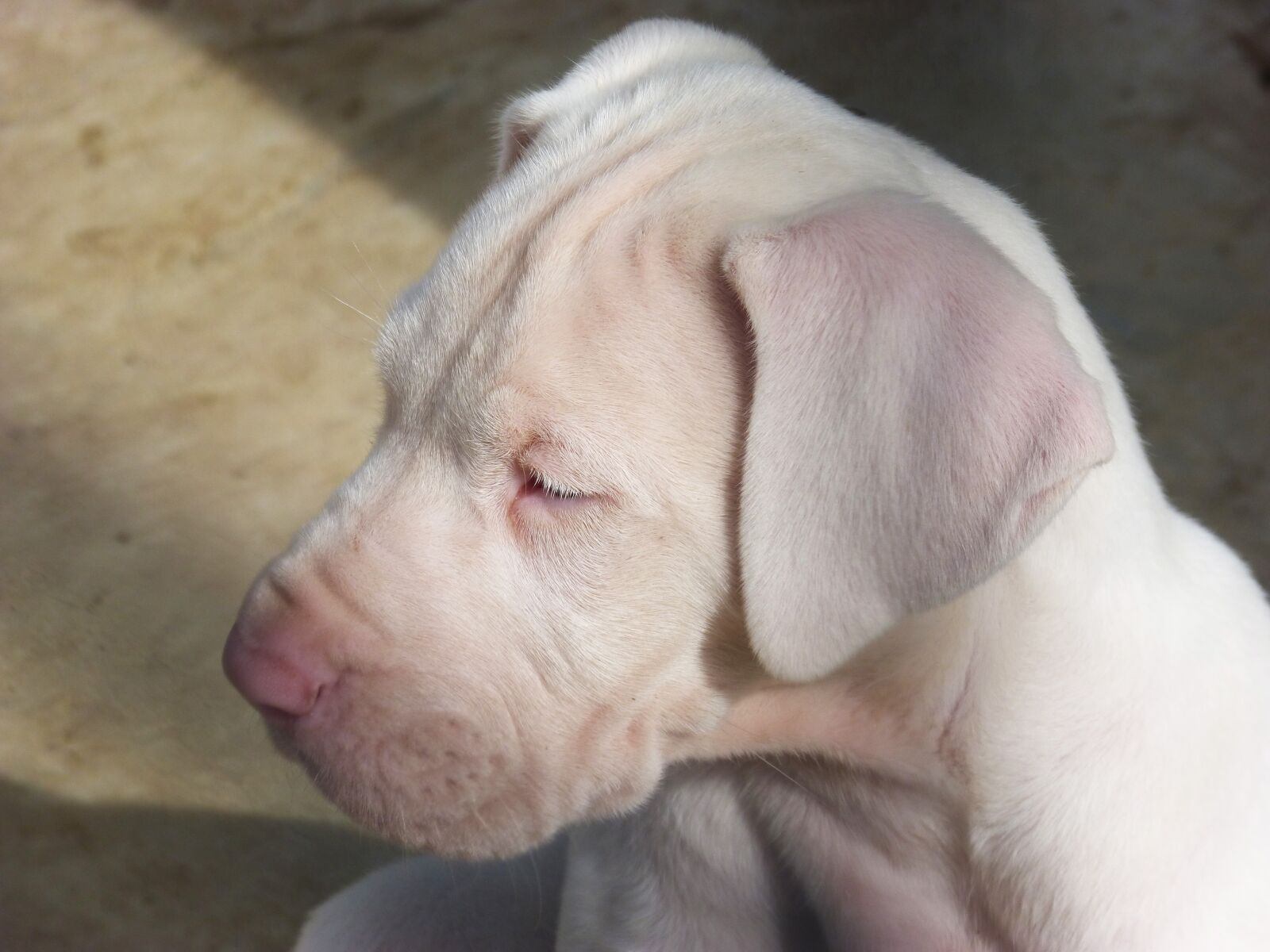 Panasonic DMC-FZ62 sample photo. Puppy, dog, great dane photography