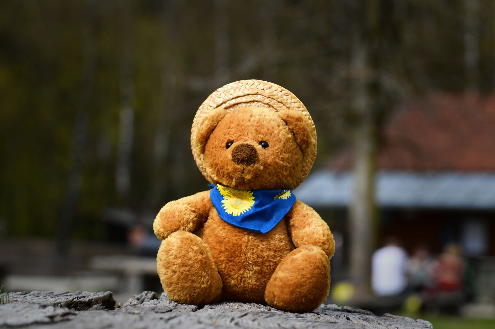 Nikon D3200 sample photo. Teddy, cute, soft toy photography