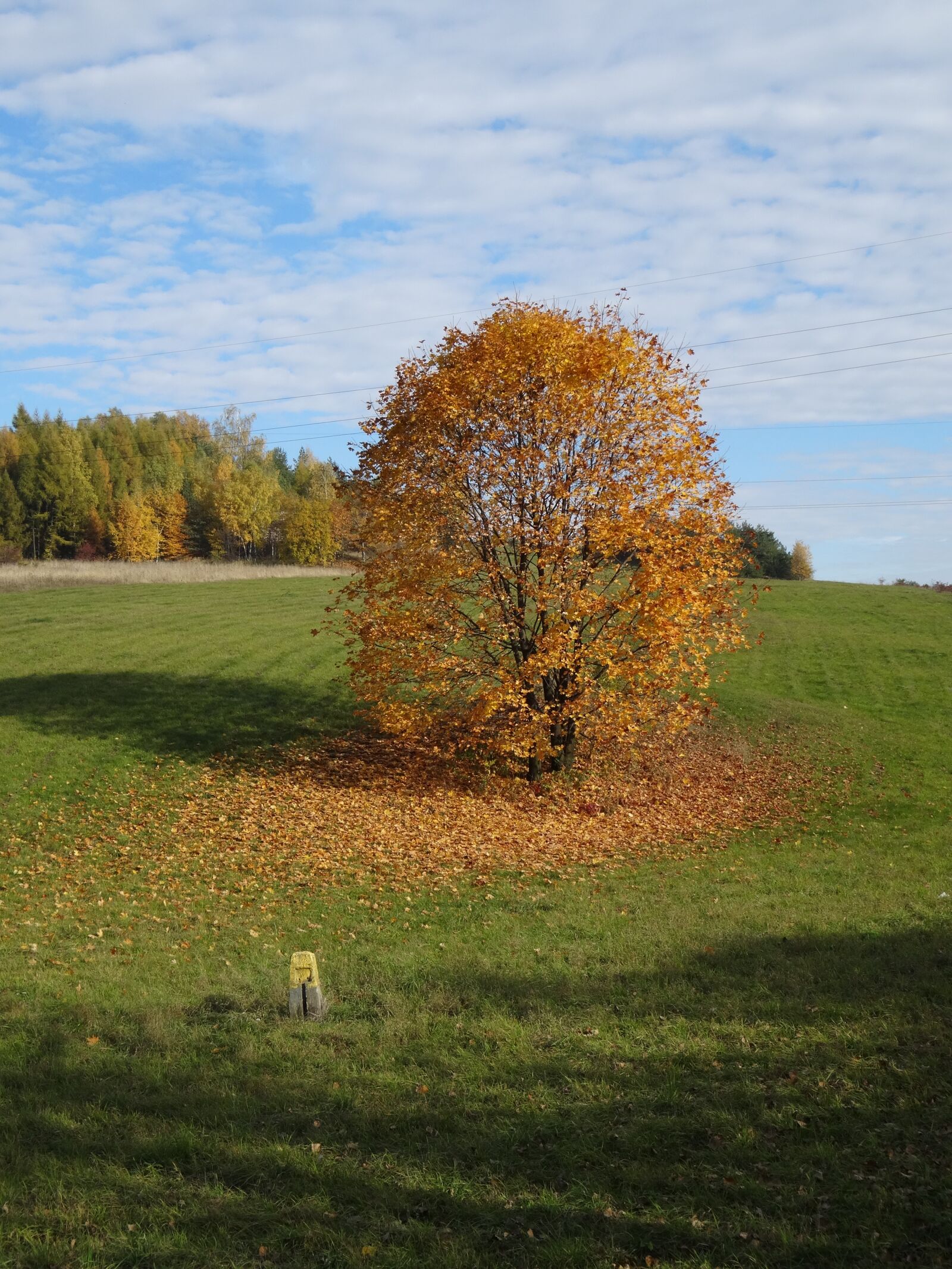 Sony Cyber-shot DSC-WX300 sample photo. Tree, foliage, autumn photography