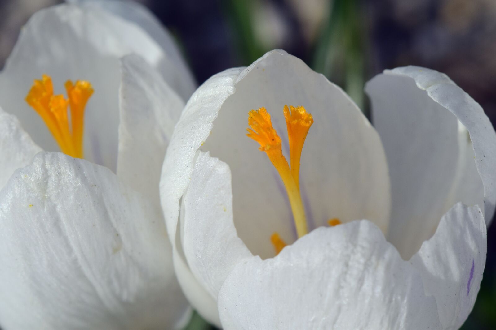 Nikon D3300 sample photo. Crocus, white, blossom photography