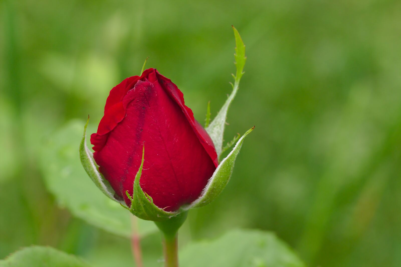 Canon EOS 600D (Rebel EOS T3i / EOS Kiss X5) sample photo. Rose, freshman, red photography