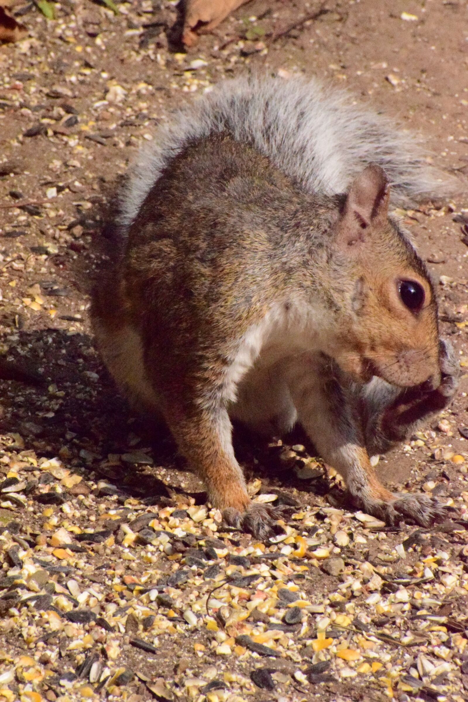 Nikon D3300 sample photo. Squirrel, rodent, animal photography