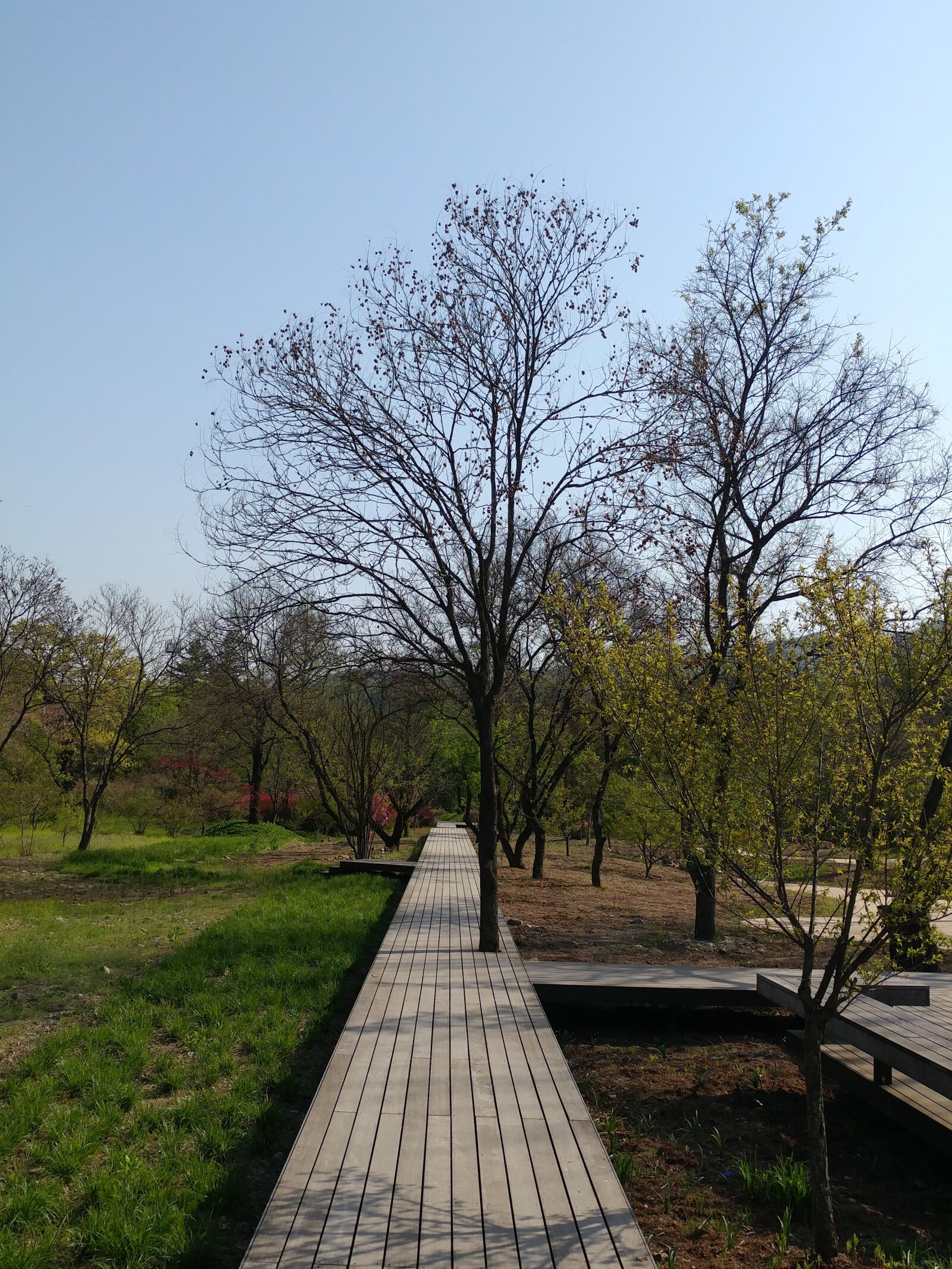 LG G5 sample photo. Wood, scenery, nature photography