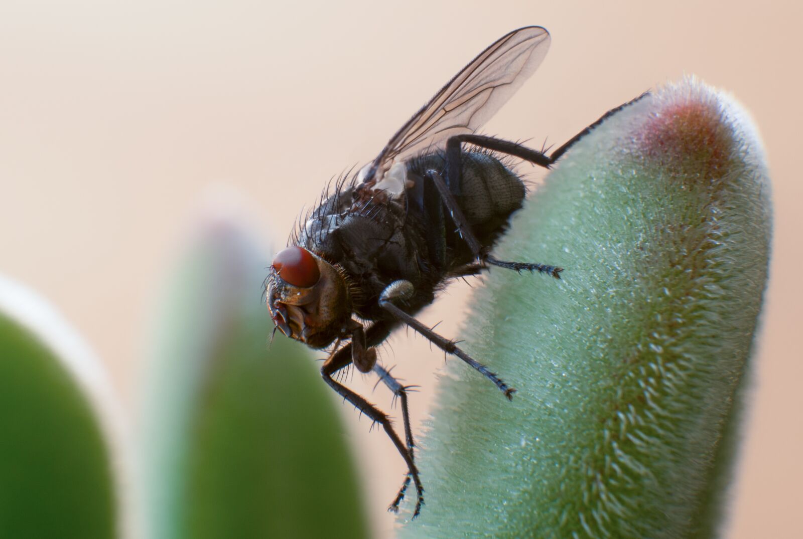 Olympus PEN E-PL7 sample photo. Fly, insect, macro photography