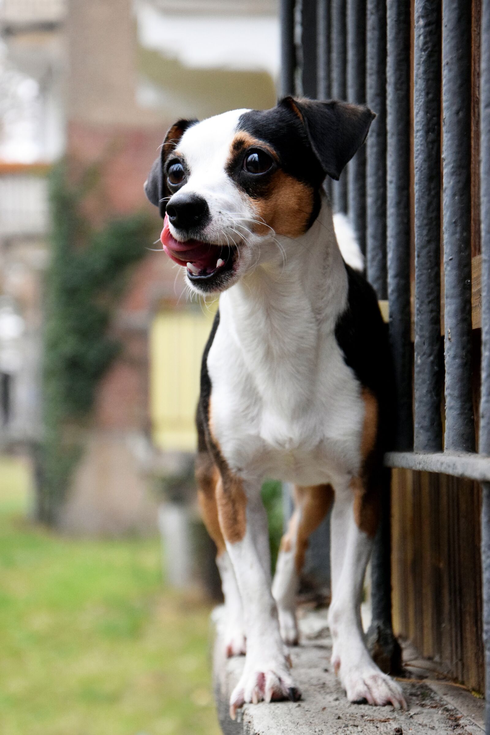 Nikon D3300 sample photo. Dog, tongue, animal photography