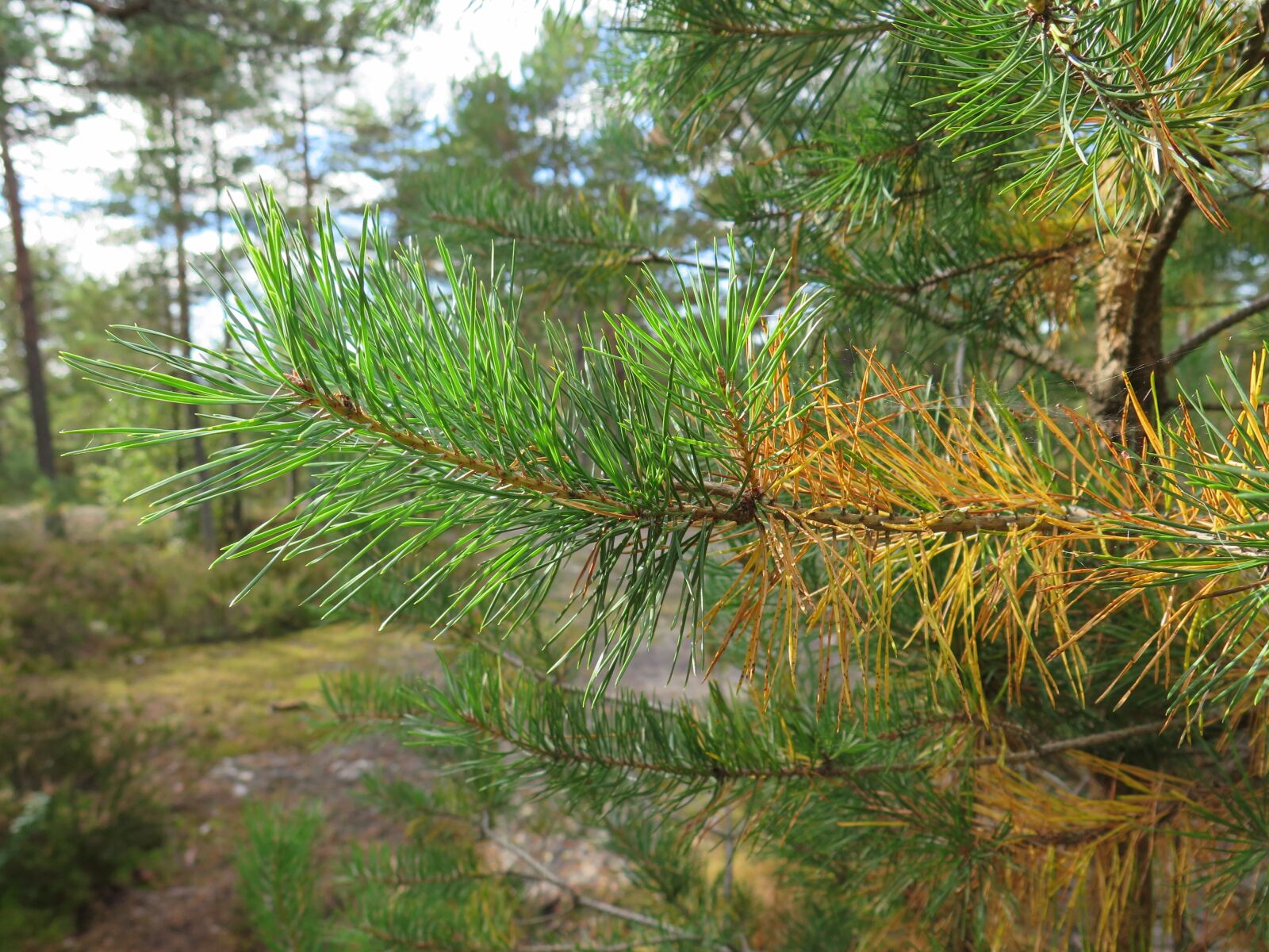 Canon PowerShot G16 sample photo. Oslo, østmarka, autumn photography