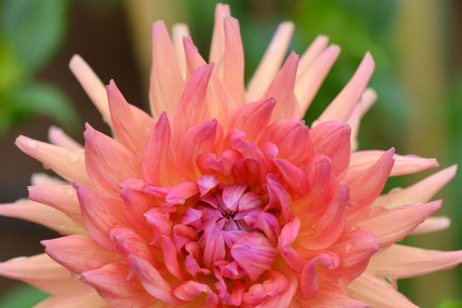 Nikon D5200 sample photo. Flower, nature, dahlia photography