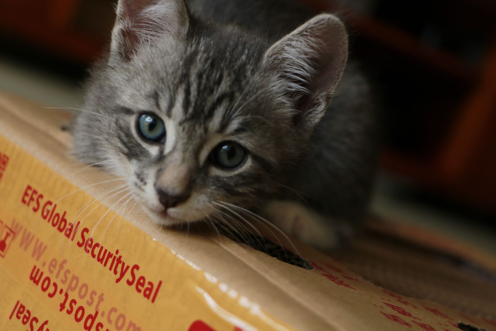 Canon EOS 750D (EOS Rebel T6i / EOS Kiss X8i) sample photo. Cat, kitten, pet photography
