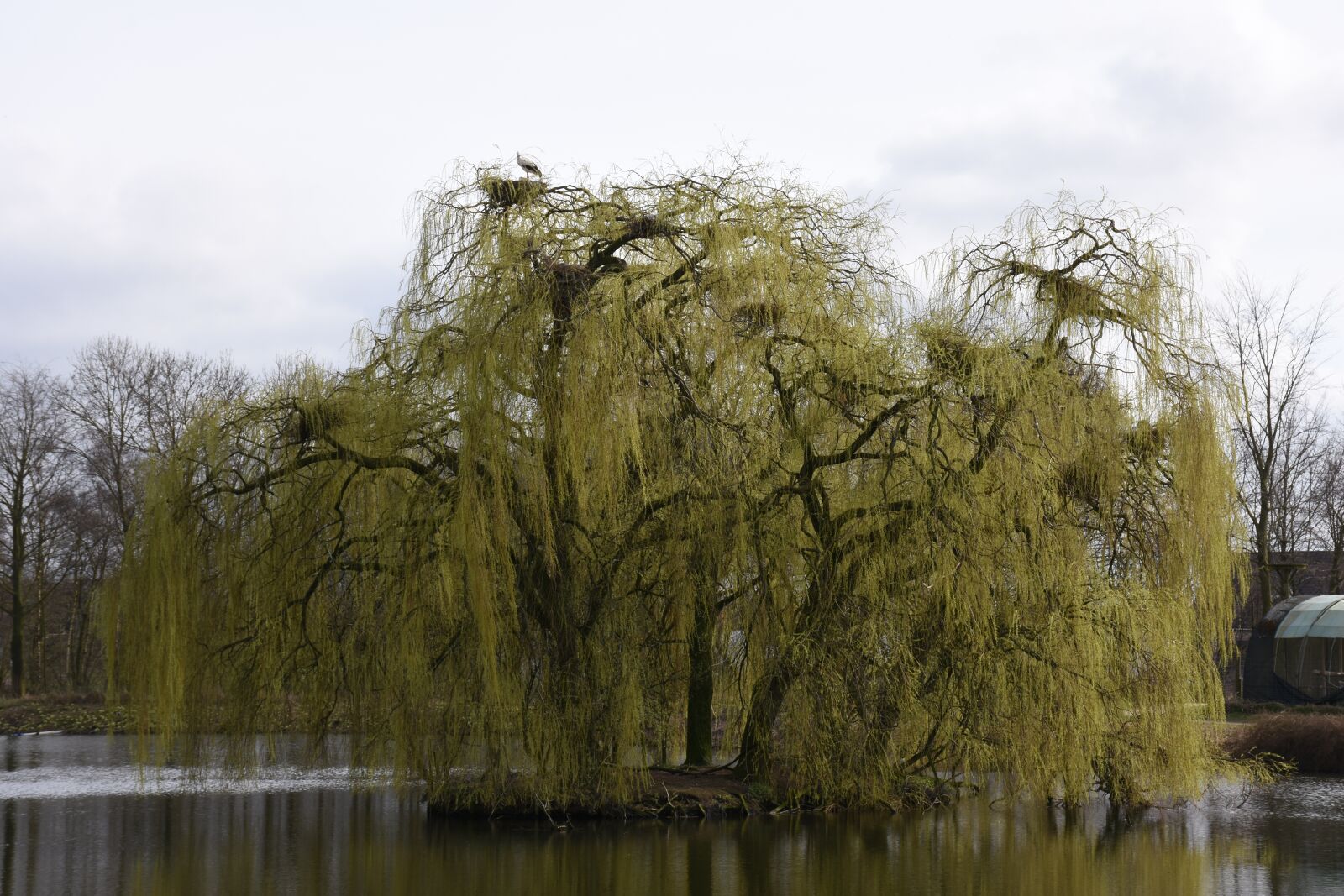 Nikon D7200 sample photo. Tree, landscape, nature photography