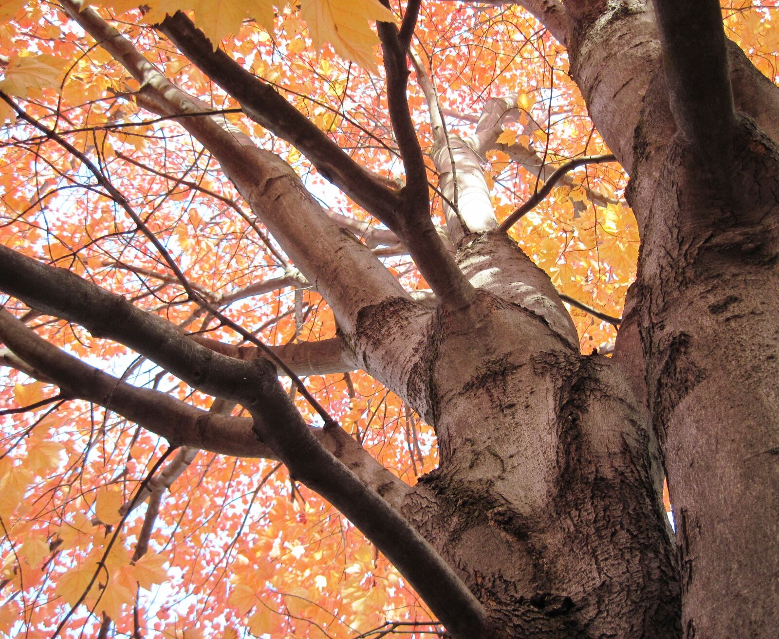 Canon PowerShot A1100 IS sample photo. Autumn canopy, autumn, canopy photography