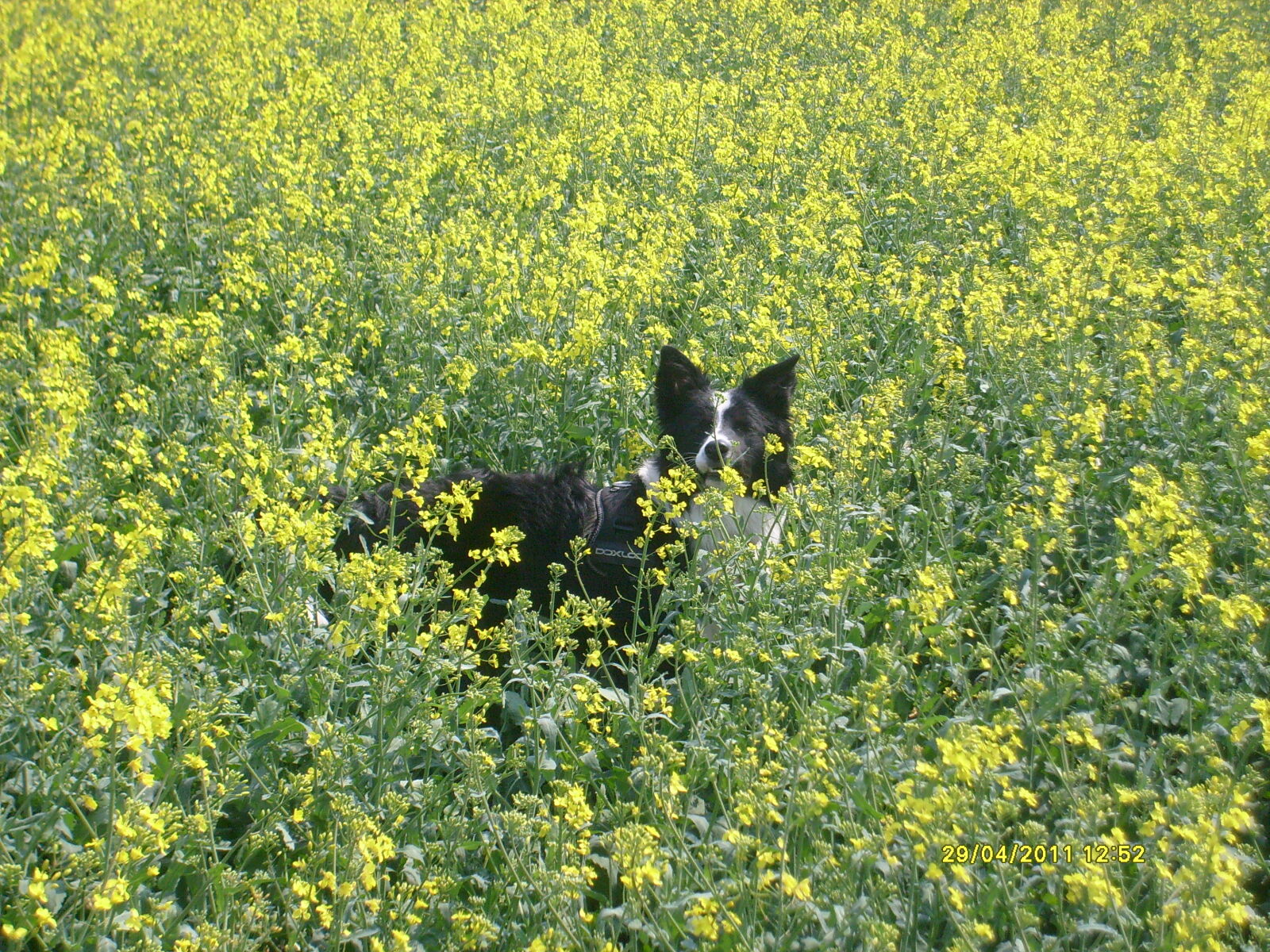 Samsung D70 / D75 / S730 / S750 sample photo