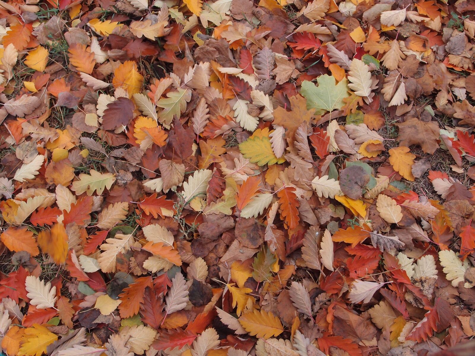 Olympus XZ-1 sample photo. Autumn, leaves, golden autumn photography