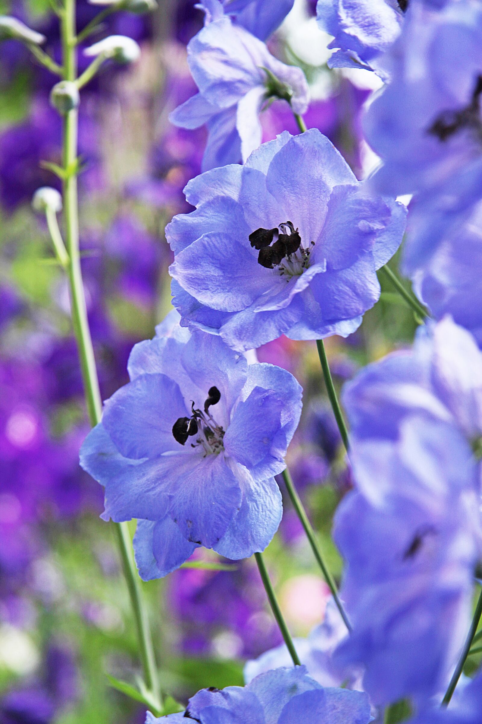 Canon EOS 40D sample photo. Blue, garden, flowers photography
