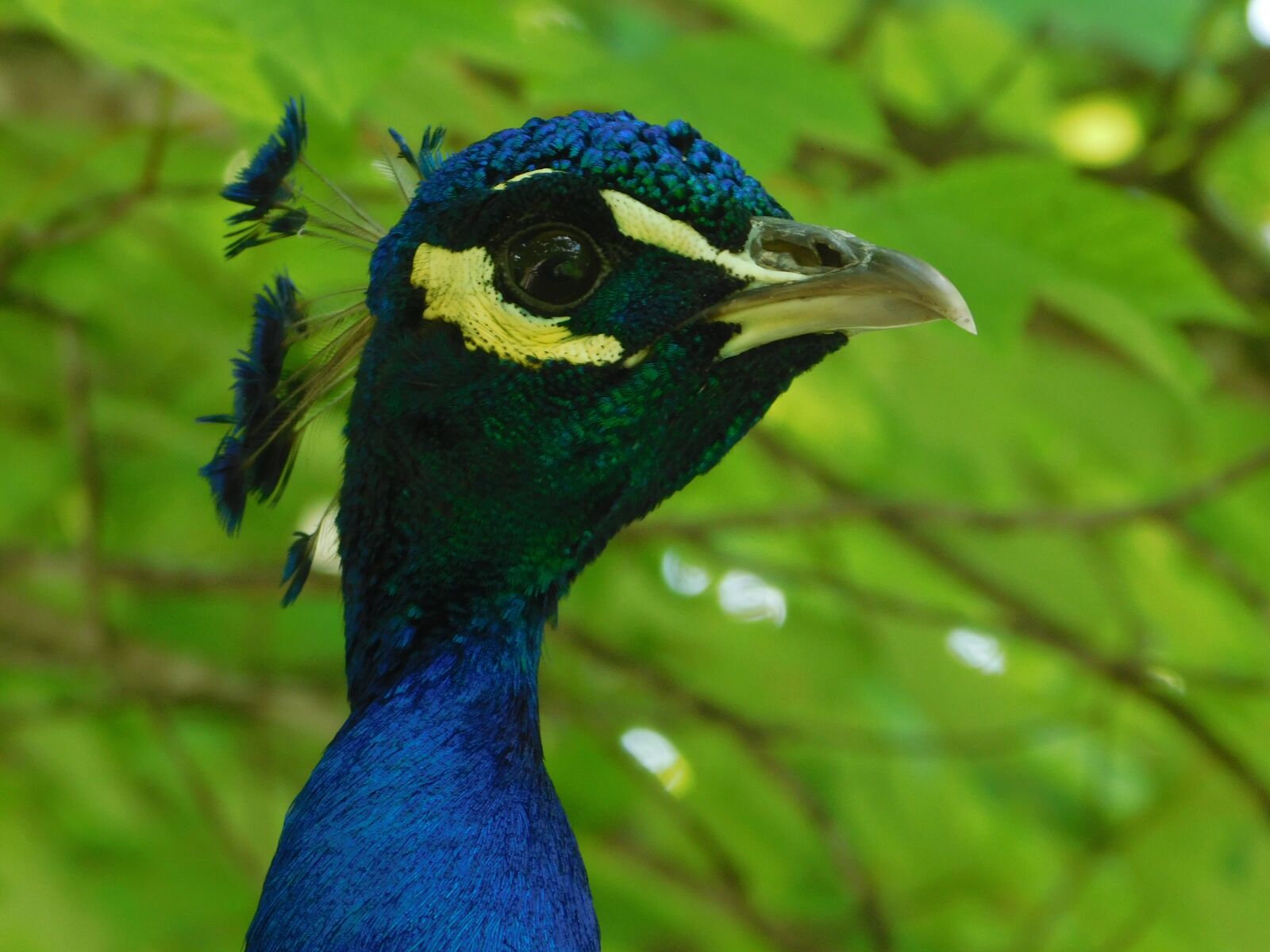 Nikon Coolpix L840 sample photo. Peacock, birds, zoo photography