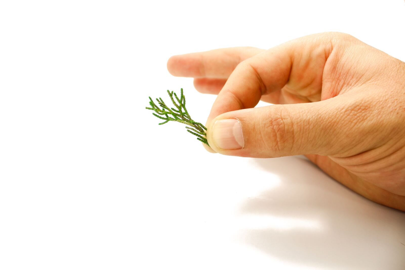 Canon EOS 600D (Rebel EOS T3i / EOS Kiss X5) sample photo. Pine, hand, nature photography