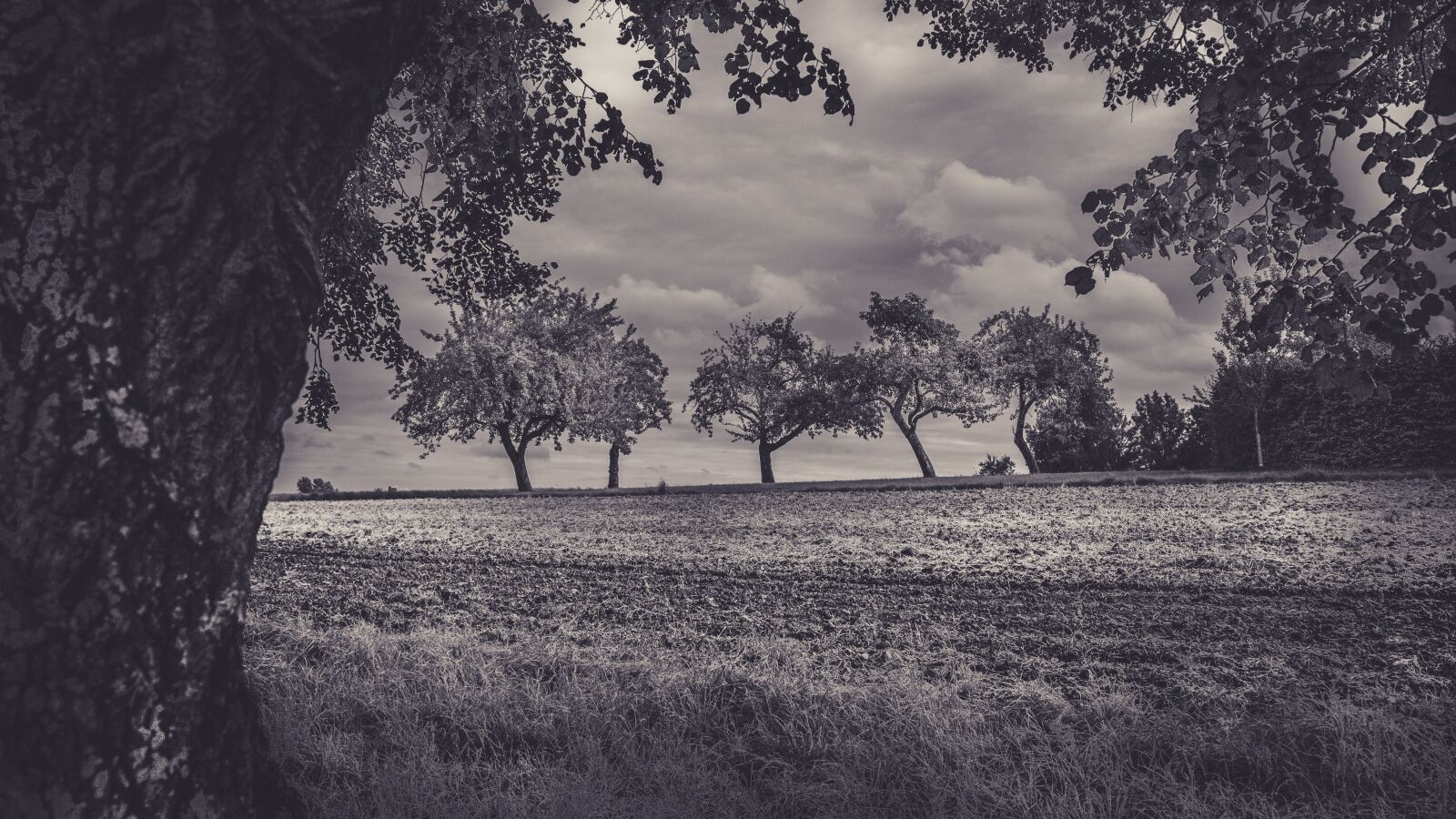 Canon EOS 650D (EOS Rebel T4i / EOS Kiss X6i) sample photo. Trees, autumn, gloomy photography
