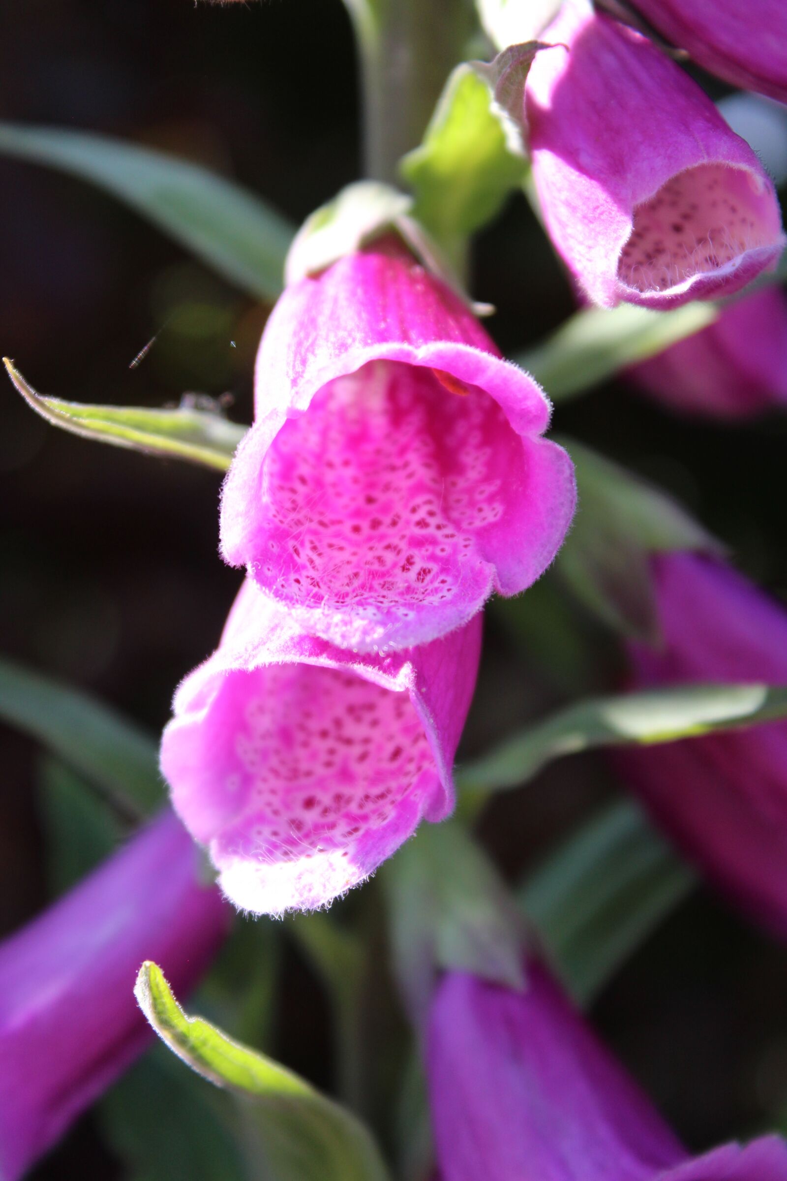 Canon EOS 1200D (EOS Rebel T5 / EOS Kiss X70 / EOS Hi) sample photo. Foxglove, flower, garden photography