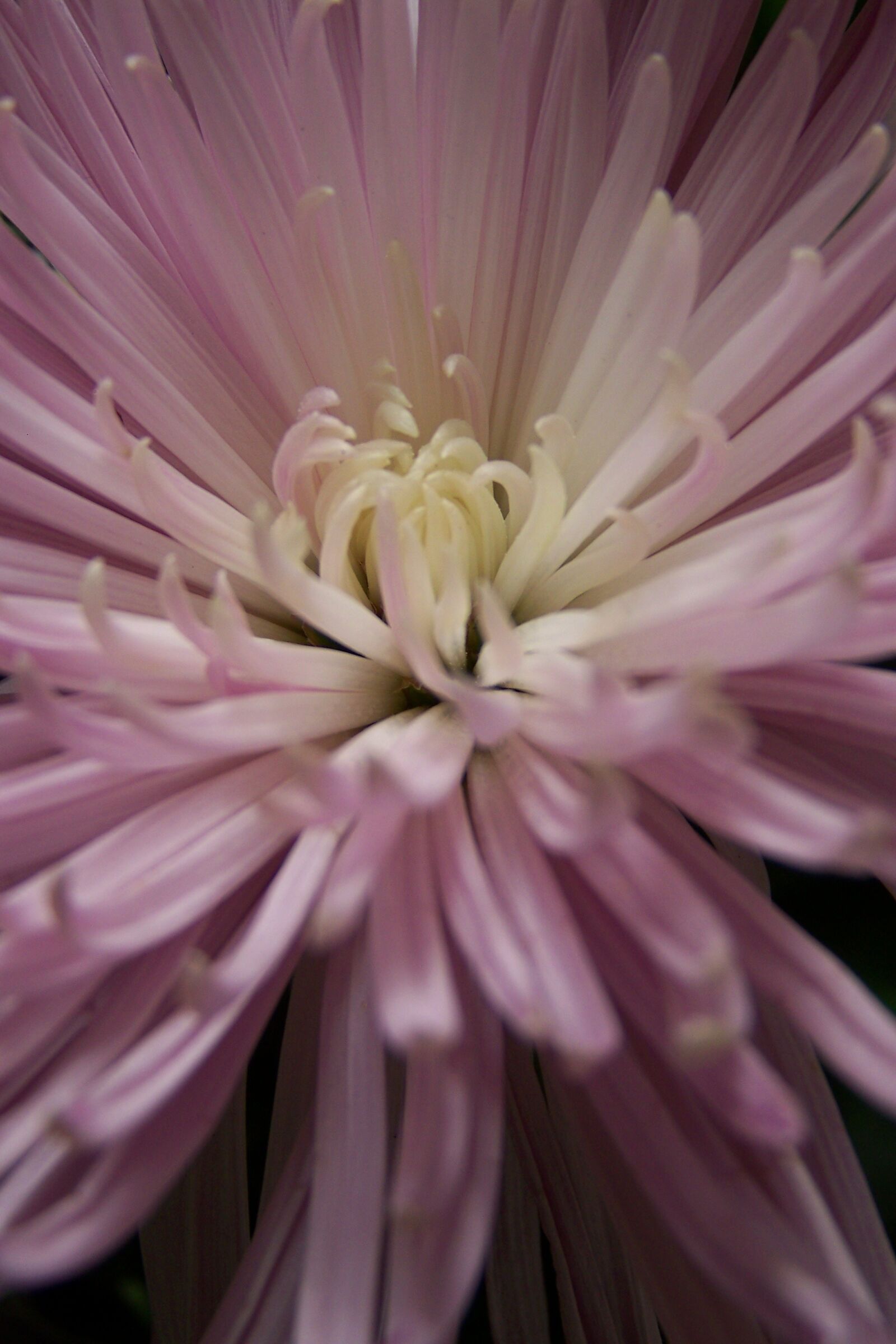 Kodak Z712 IS ZOOM DIGITAL CAMERA sample photo. Flower, lilac, flowers photography