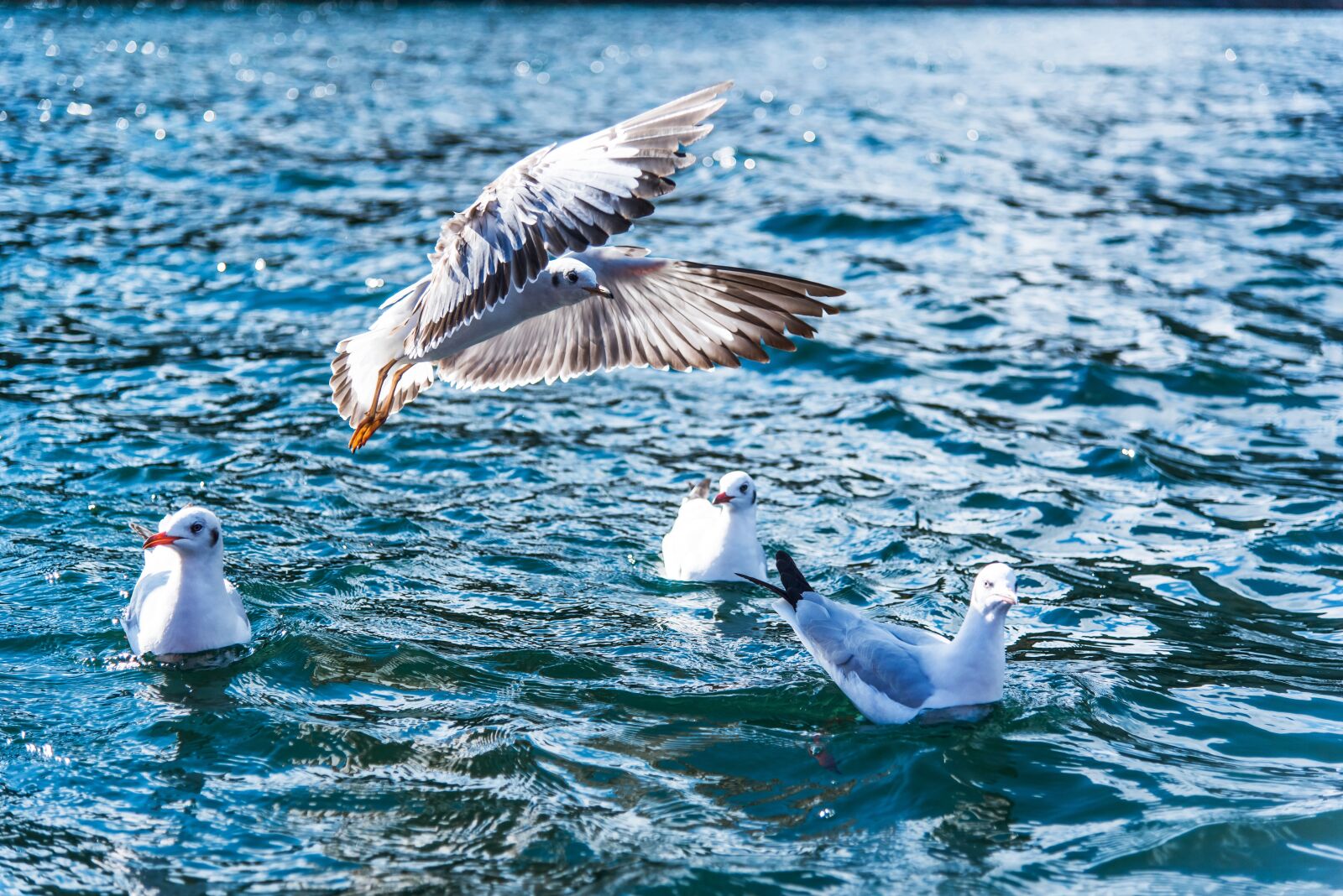 Nikon D750 sample photo. Lugu lake, china, bird photography