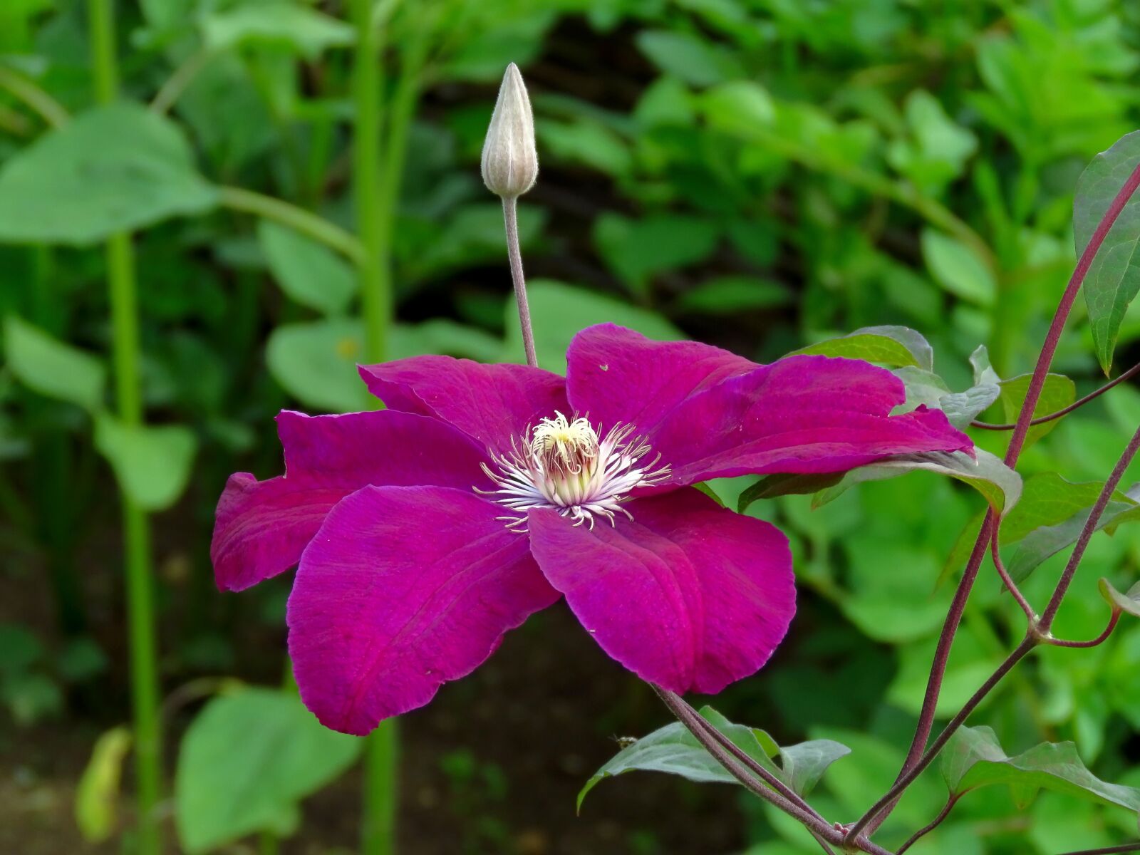 Canon PowerShot SX60 HS sample photo. Clematis, flower, petals photography