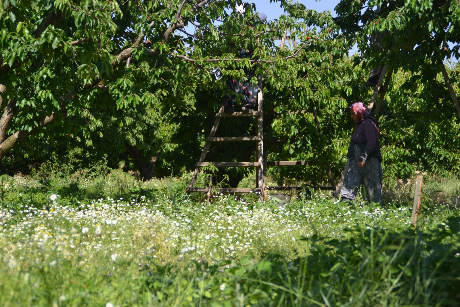 Nikon D3100 sample photo. Cherry garden, ladies, daisies photography