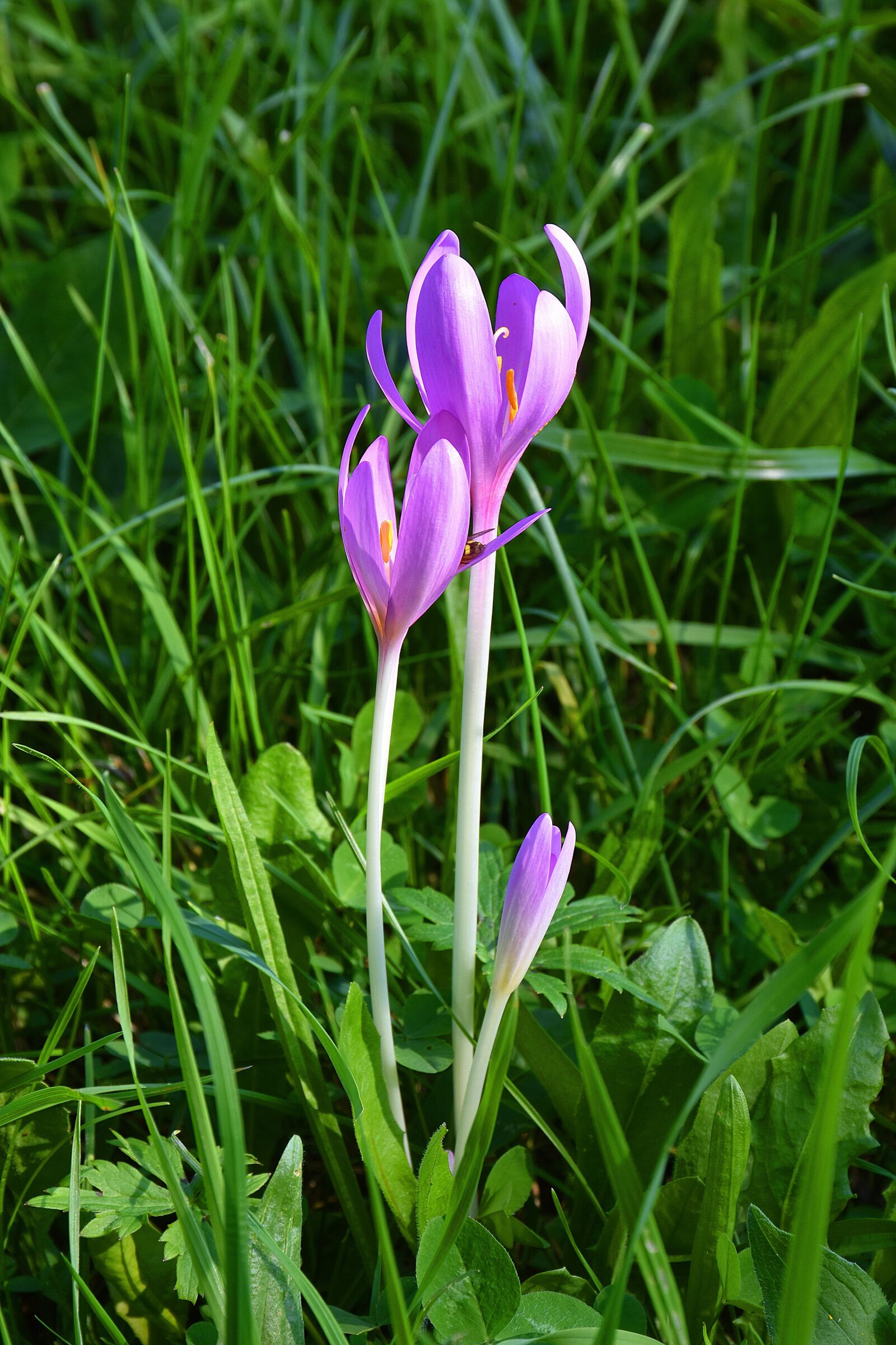 Nikon D7200 sample photo. Herbstzeitlose, colchicum autumnale, autumn photography