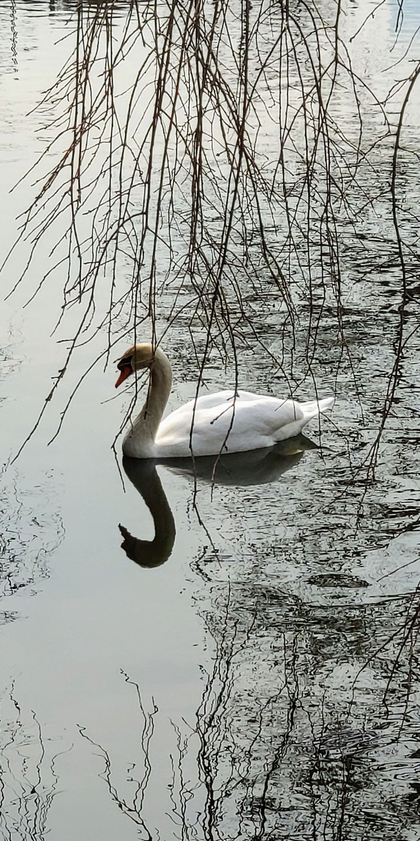 Xiaomi Mi MIX 2S sample photo. Swan, water, pond photography