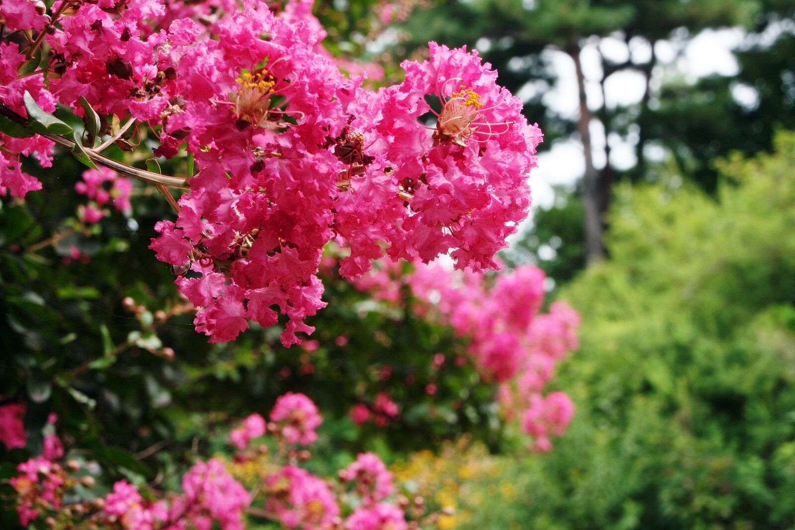 Canon EOS 400D (EOS Digital Rebel XTi / EOS Kiss Digital X) sample photo. Lagerstroemia indica, crape myrtle photography