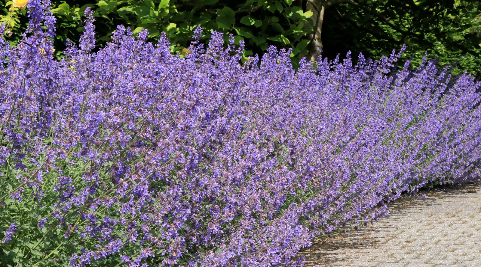 Canon EOS 750D (EOS Rebel T6i / EOS Kiss X8i) sample photo. Lavender, purple, flowers photography