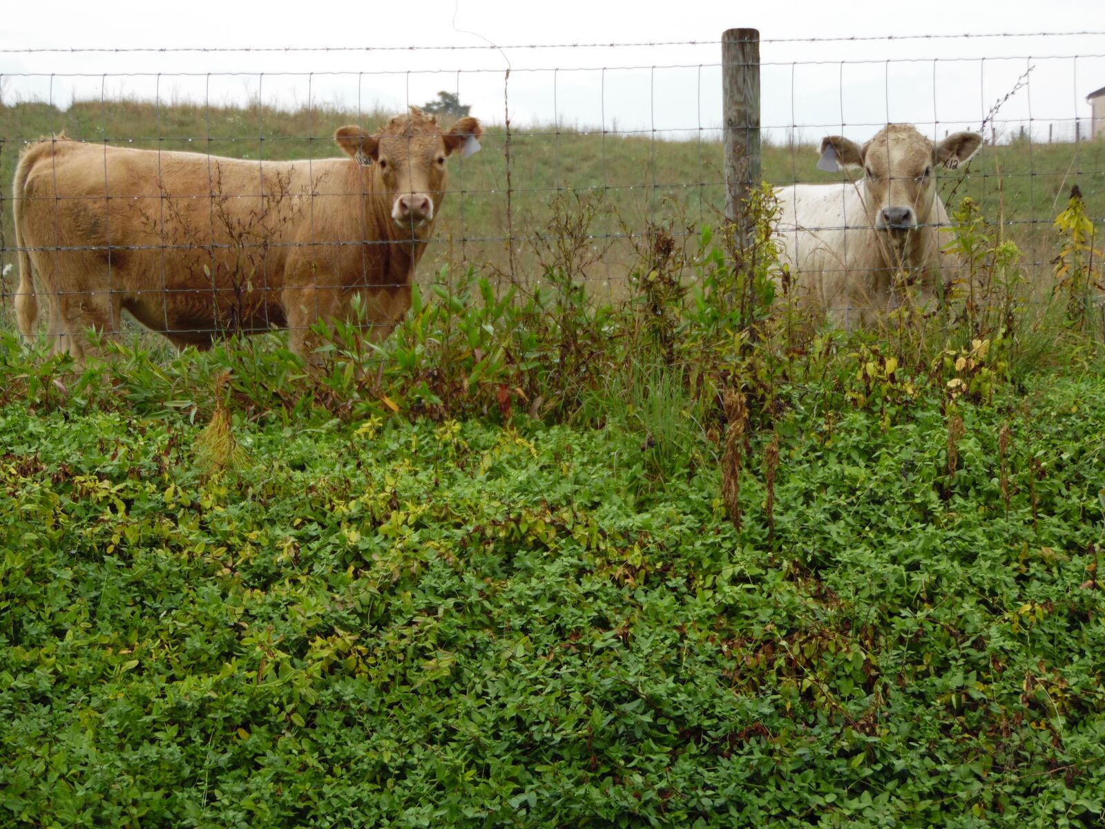 Samsung WB1100F/WB1101F/WB1102F sample photo. Cows, farm, animal photography
