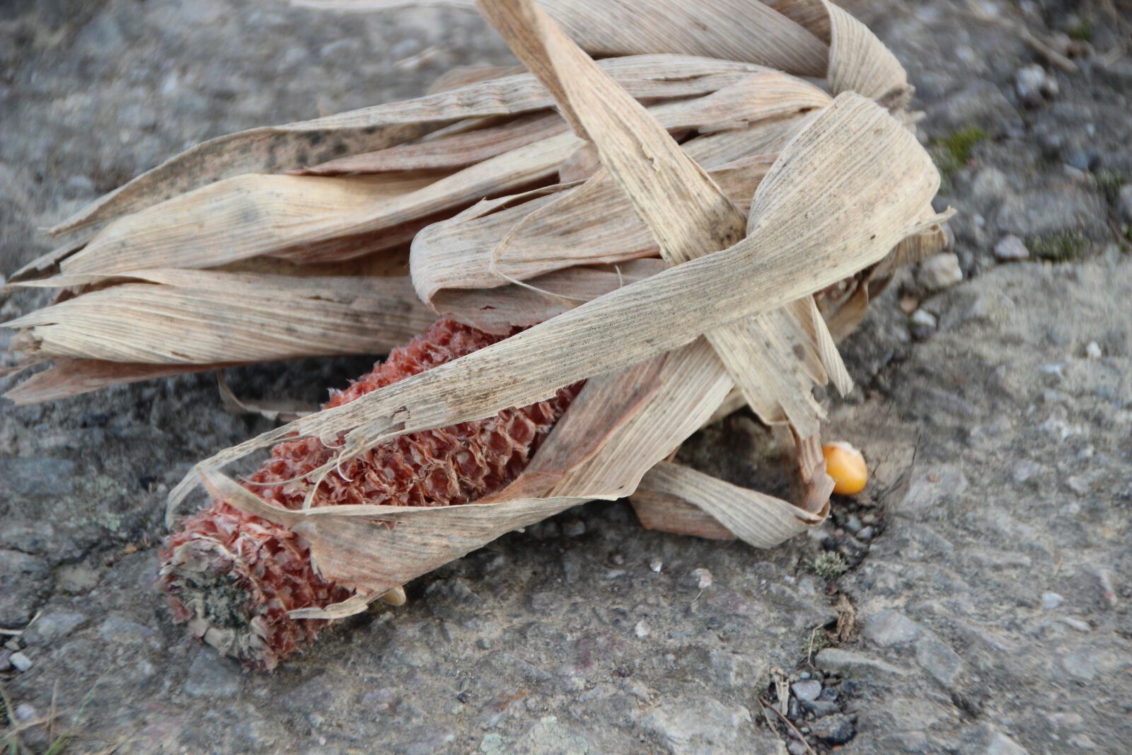 Canon EOS 600D (Rebel EOS T3i / EOS Kiss X5) sample photo. Corn, withers, dry photography