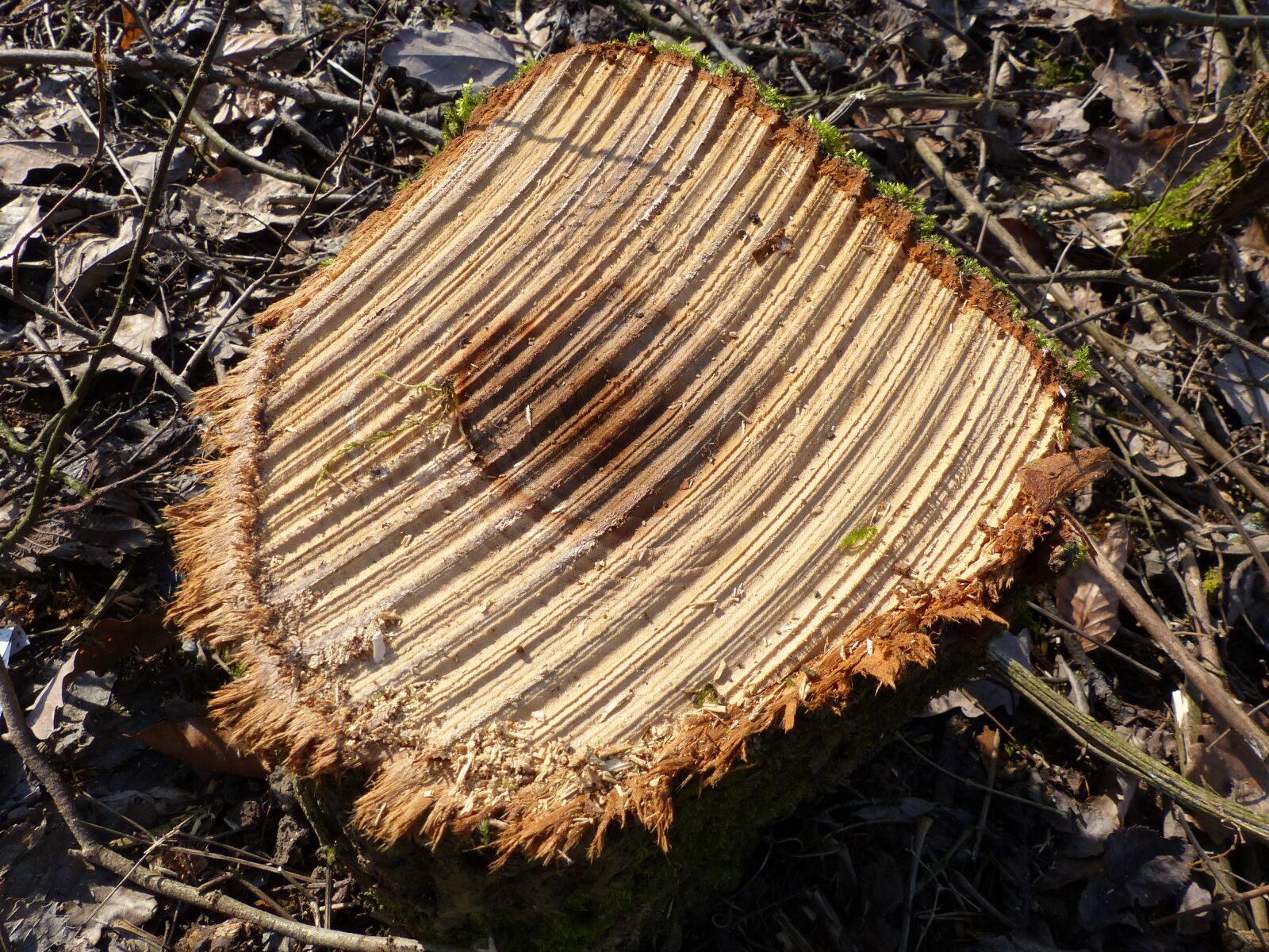 Panasonic Lumix DMC-FZ200 sample photo. Tree stump, wood, s photography