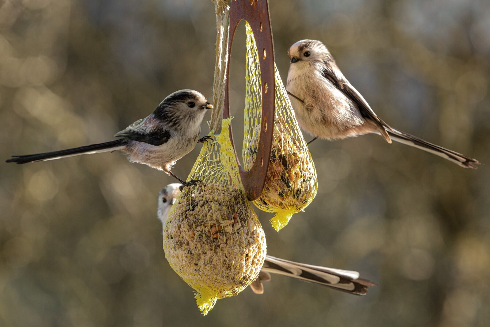 Canon EOS RP sample photo. Long tailed tit, tit photography