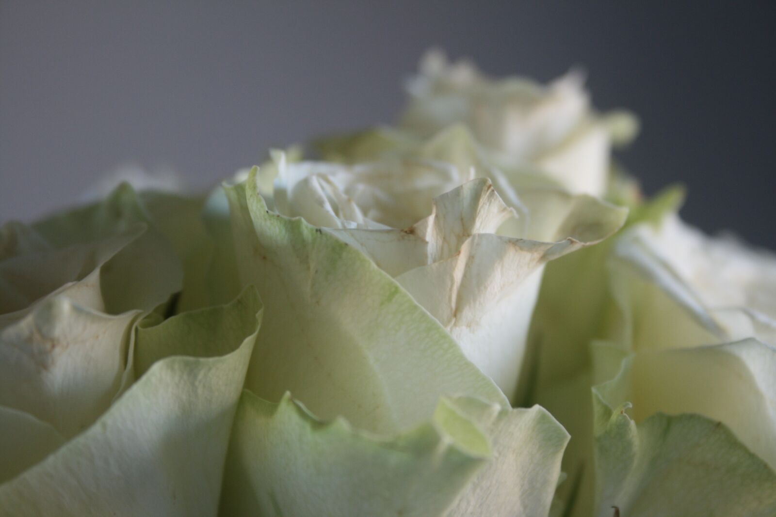 Canon EOS 400D (EOS Digital Rebel XTi / EOS Kiss Digital X) sample photo. Rose, white rose, white photography