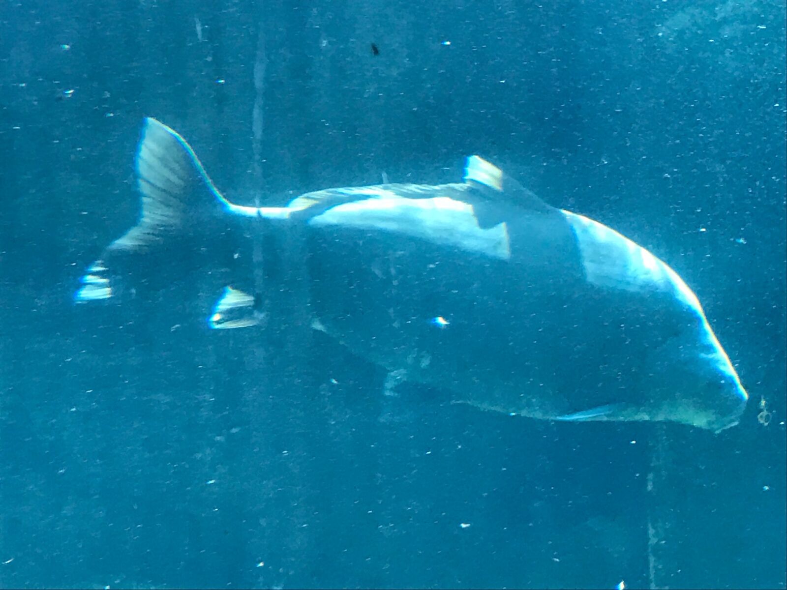 iPhone 7 back camera 3.99mm f/1.8 sample photo. Fish, zoo photography