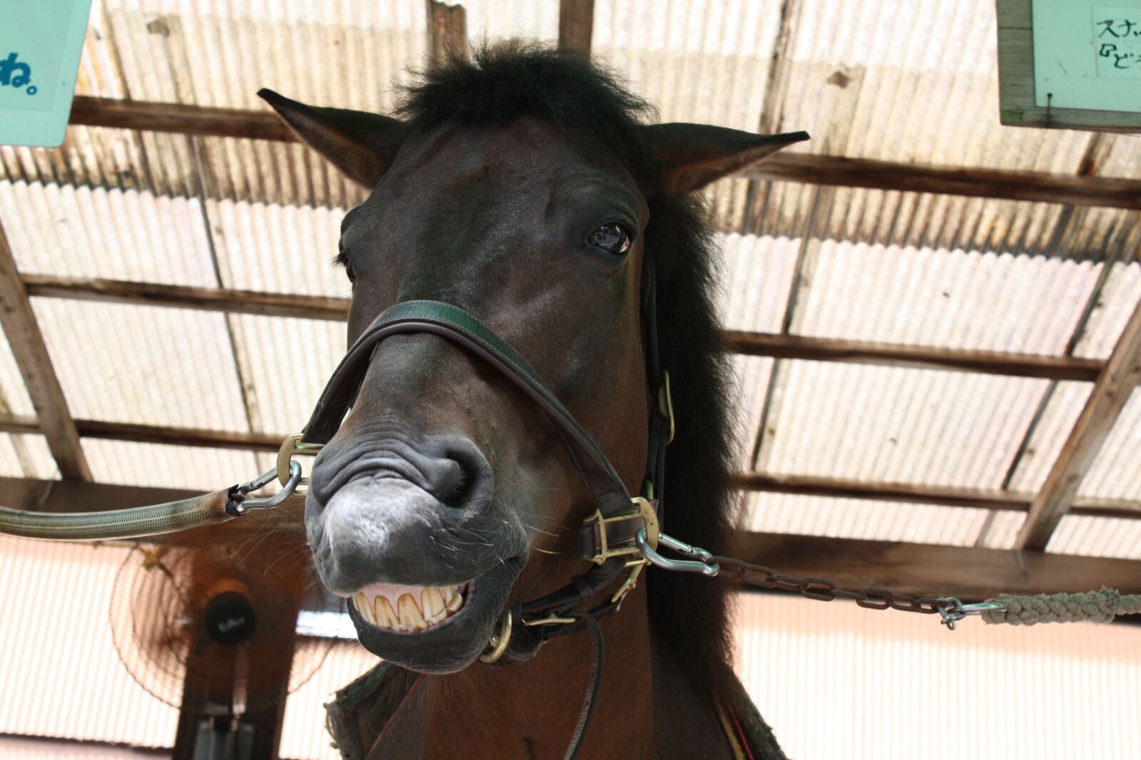 Canon EOS 450D (EOS Rebel XSi / EOS Kiss X2) sample photo. Horse, front, facial expressions photography