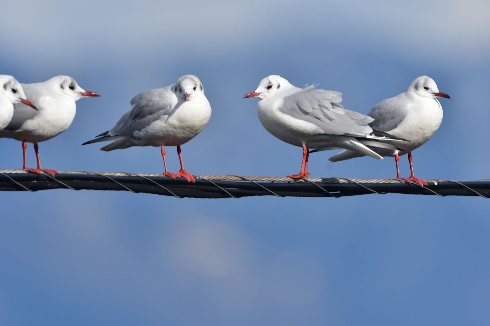 Nikon D500 sample photo. Bird, wild animals, animal photography