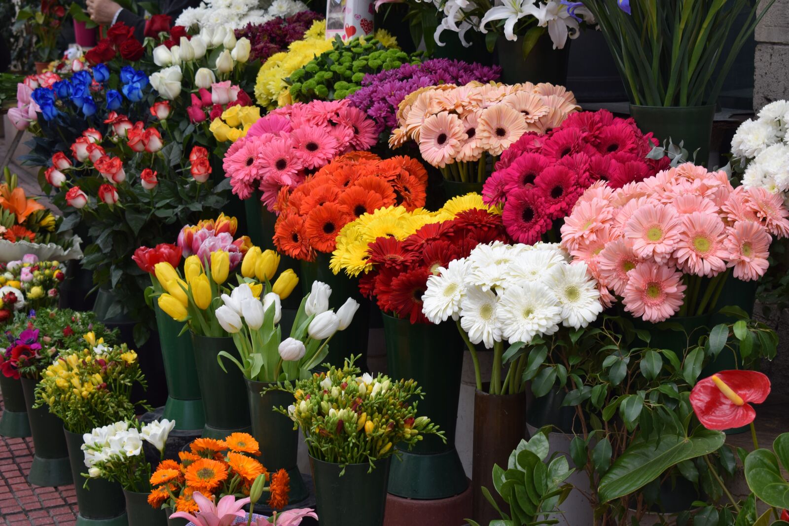 Nikon D3300 sample photo. Flowers, growing photography